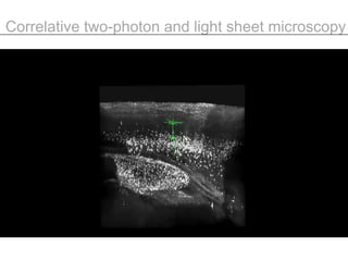 Whole brain optical imaging | PPTX