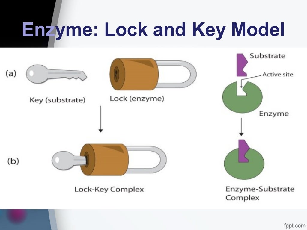 Session no. 2.2. biological molecules proteins and enzymes