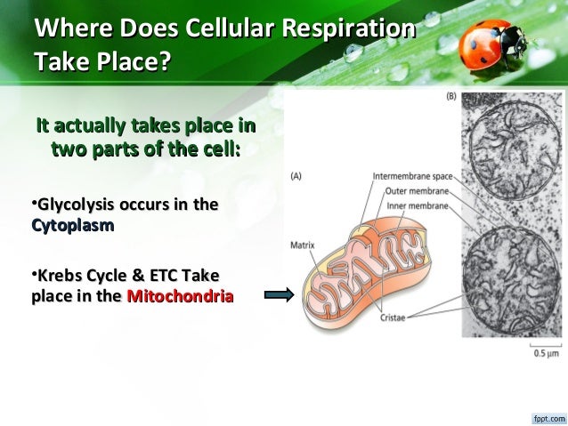 Session No 3 2 Energy Transformation Cellular Respiration