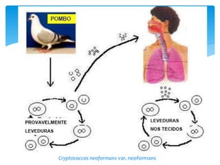 Cryptococcos neoformans var. neoformans
 