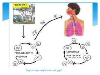 Cryptococcos neoformans var. gatti
 