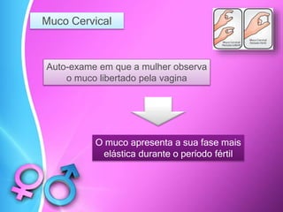 Muco Cervical
Auto-exame em que a mulher observa
o muco libertado pela vagina
O muco apresenta a sua fase mais
elástica durante o período fértil
 