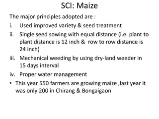SCI: Maize results
Seeds: Dekalb, 900 M gold SCI Traditional
Seed requirement 2 Kg/Bigha 4 Kg/Bigha
Spacing 12*24 Inch, li...