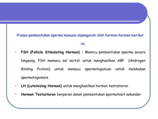 Proses pembentukan sperma manusia dipengaruhi oleh hormon-hormon berikut ini. FSH (Follicle Stimulating Hormon)  :  Memicu pembentukan sperma secara langsung, FSH memacu  sel sertoli untuk menghasilkan ABP  (Androgen Binding Protein) untuk memacu spermatogonium untuk melakukan spermatogenesis LH (Luteinizing Hormon)   untuk menghasilkan hormon testosteron Hormon Testosteron  berperan dalam pembentukan spermatosit sekunder 