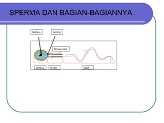 SPERMA DAN BAGIAN-BAGIANNYA Mitokondria KEPALA LEHER EKOR Nukleus Sentriol 