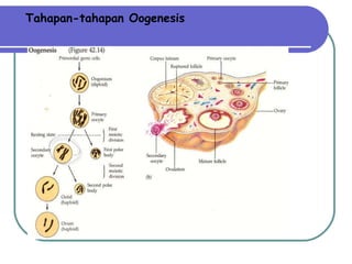 Tahapan-tahapan Oogenesis 