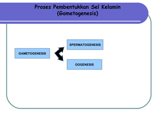 Proses Pembentukkan S el Kelamin (Gametogenesis) GAMETOGENESIS SPERMATOGENESIS OOGENESIS 