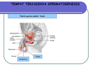 TEMPAT TERJADINYA SPERMATOGENESIS Pabrik sperma adalah  Testis Testis Epididimis 
