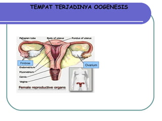 TEMPAT TERJADINYA OOGENESIS Ovarium Fimbrae 
