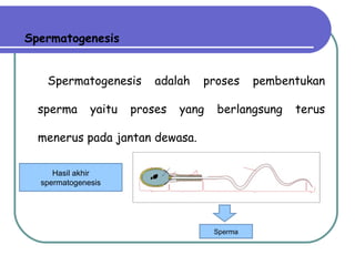 Spermatogenesis Spermatogenesis adalah proses pembentukan sperma yaitu proses yang berlangsung terus menerus pada jantan dewasa.  Hasil akhir spermatogenesis Sperma 
