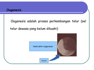 Oogenesis Oogenesis adalah proses p erkembangan telur (sel telur dewasa yang belum dibuahi) Hasil akhir oogenesis Ovum 