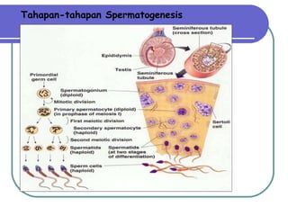 Tahapan-tahapan Spermatogenesis 