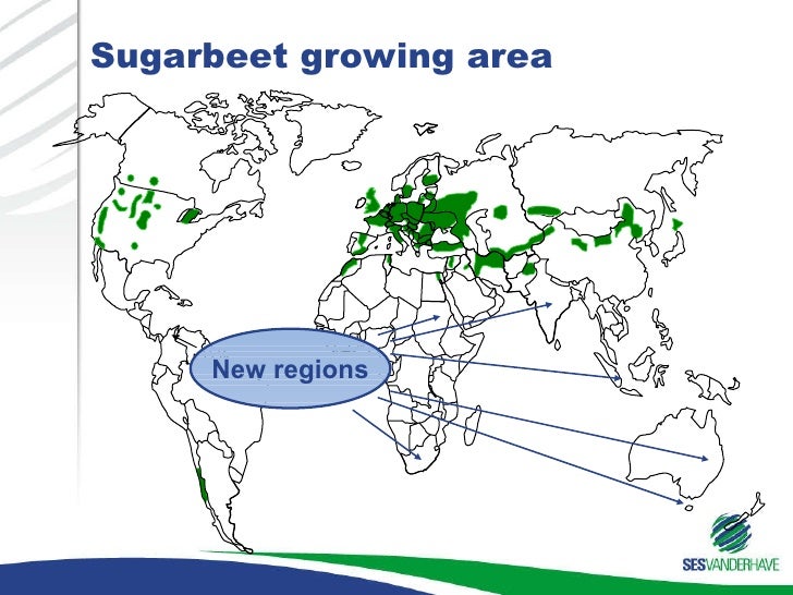 sugar beet seeds production and processing in ukraine investments an growing sugar beet