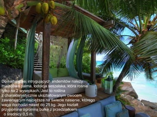 Do najbardziej intrygujących endemitów należy
miejscowa palma, lodoicja seszelska, która rośnie
tylko na 2 wysepkach. Jest to roślina
z charakterystycznie ukształtowanym owocem
zawierającym najcięższe na świecie nasienie, którego
waga dochodzi nawet do 25 kg. Jego kształt
przypomina ogromną bułkę z przedziałkiem
  o średnicy 0,5 m.
 