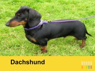 Dachshund
 