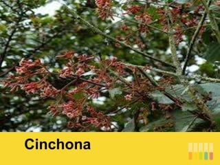 Cinchona
 