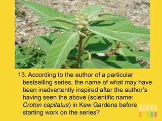13. According to the author of a particular
bestselling series, the name of what may have
been inadvertently inspired after the author’s
having seen the above (scientific name:
Croton capitatus) in Kew Gardens before
starting work on the series?
 