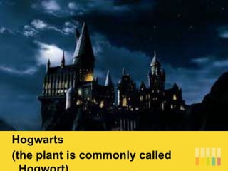 Hogwarts
(the plant is commonly called
 
