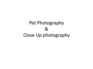Pet Photography&Close Up photography 