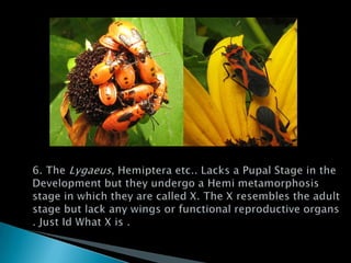 6. The Lygaeus, Hemiptera etc.. Lacks a Pupal Stage in the Development but they undergo a Hemi metamorphosis stage in which they are called X. The X resembles the adult stage but lack any wings or functional reproductive organs . Just Id What X is . 