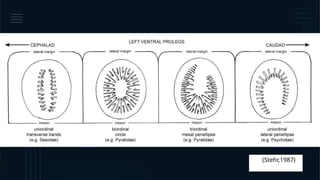 Setal Setal arrangement in endopterygote larva | PPTX