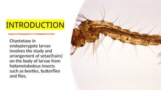 Setal arrangement in endopterygote larva | PPTX