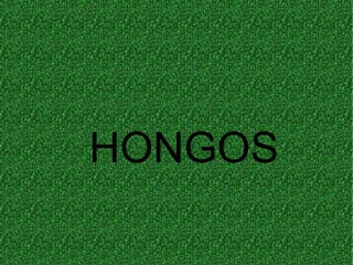 HONGOS
 