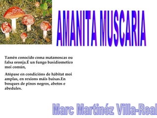 Tamén conocido coma matamoscas ou
falsa oronja.É un fungo basidiometico
moi común,
Atópase en condicións de hábitat moi
amplas, en rexions máis baixas.En
bosques de pinos negros, abetos e
abedules.
 