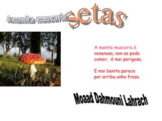 A manita muscaria é
venenosa, non se pode
comer, é moi perigosa.

E moi bonita parece
por arriba unha fresa.
 