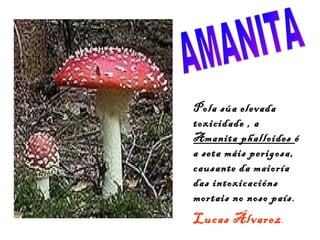 Pola súa elevada
toxicidade , a
Amanita phalloides é
a seta máis perigosa,
causante da maioría
das intoxicacións
mortais no noso país .
Lucas Álvarez .
 