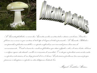 A Amanita phalloides e a reina das Amanitas medra mentras toda a estación micolóxica.Setembro e
febreiro son os meses en que encotrase de todo tipo de bosques de toda a península. A Amanita Phlloides e
moi parecida as plantas comestibles e os expertos confundense moi amenudo poreso deuse casos de
envenenamento. Cando a tomas tes o sindrome faloidiano que ataca a figados e riles e de acion lenta e dolorosa
e se algun organo esta atacado e mellor ir a ursencias de inmediato.E a seta que se produciu mais mortes esntre
os expertos,a intoxicacion de un largo periodo de 6 a 12 horas.As intoxicacions producense tan amenu porque
parecense a chanpiños os expertos en setas distiguenos bastante ben

                                                                       Miguel Fonteboa Alvarez
 