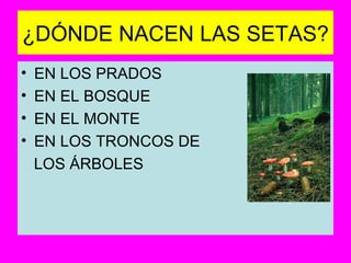 ¿DÓNDE NACEN LAS SETAS? EN LOS PRADOS EN EL BOSQUE EN EL MONTE EN LOS TRONCOS DE  LOS ÁRBOLES 