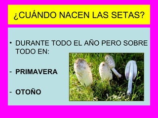 ¿CUÁNDO NACEN LAS SETAS? DURANTE TODO EL AÑO PERO SOBRE TODO EN: PRIMAVERA OTOÑO 