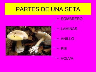 PARTES DE UNA SETA SOMBRERO LAMINAS ANILLO PIE VOLVA 