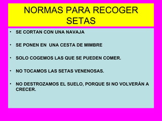 NORMAS PARA RECOGER SETAS SE CORTAN CON UNA NAVAJA SE PONEN EN  UNA CESTA DE MIMBRE SOLO COGEMOS LAS QUE SE PUEDEN COMER. NO TOCAMOS LAS SETAS VENENOSAS. NO DESTROZAMOS EL SUELO, PORQUE SI NO VOLVERÁN A CRECER. 
