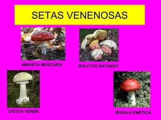 SETAS VENENOSAS AMANITA MUSCARIA BOLETUS SATANÁS CICUTA VERDE RÚSULA EMÉTICA 