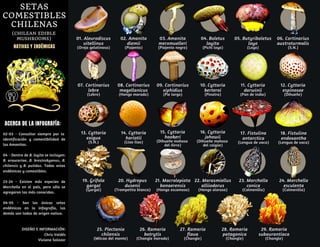 Setas comestibles nativas de chile