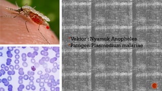 Vektor : Nyamuk Anopheles
Patogen:Plasmodium malariae
 