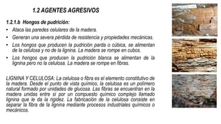 1.2 AGENTES AGRESIVOS
1.2.1.b Hongos de pudrición:
• Ataca las paredes celulares de la madera.
• Generan una severa pérdida de resistencia y propiedades mecánicas.
• Los hongos que producen la pudrición parda o cúbica, se alimentan
de la celulosa y no de la lignina. La madera se rompe en cubos.
• Los hongos que producen la pudrición blanca se alimentan de la
lignina pero no la celulosa. La madera se rompe en fibras.
LIGNINA Y CELULOSA: La celulosa o fibra es el elemento constitutivo de
la madera. Desde el punto de vista químico, la celulosa es un polímero
natural formado por unidades de glucosa. Las fibras se encuentran en la
madera unidas entre sí por un compuesto químico complejo llamado
lignina que le da la rigidez. La fabricación de la celulosa consiste en
separar la fibra de la lignina mediante procesos industriales químicos o
mecánicos.
 