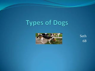 Types of Dogs Seth  6B 
