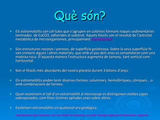 Què són? Els estromatòlits són cèl·lules que s’agrupen en colònies formant roques sedimentàries laminades  de CaCO3, adherides al substrat. Aquets fòssils són el resultat de l’activitat metabòlica de microorganismes, principalment  cianobacteris .  Són estructures rocoses i poroses, de superfície gelatinosa. Sobre la seva superfície hi van creixent algues i altres materials, que amb el pas dels anys es consolidaran com una mateixa roca. D’aquesta manera l’estructura augmenta de tamany, tant vertical com horitzontal. Són el fòssils més abundants del nostra planeta durant 3 bilions d’anys.  Els estromatòlits poden tenir diverses formes: columnars, hemisfèriques, còniques... o amb combinacions de formes.  Quan examinem el tall d’un estromatòlit al microscopi es distingeixen moltes capes sobreposades, com fines làmines apilades unes sobre altres.  Existeixen estromatòlits en qualsevol era geològica . Cianobacteris (blau+bacteris): són una divisió de eubacteris que obté l’energia mitjançant la fotosíntesis oxigènica. 