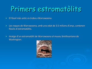 Primers estromatòlits El fòssil més antic es troba a Warrawoona.  Les roques de Warrawoona, amb una edat de 3.5 milions d’anys, contenen fòssils d’estromatòlits.  Imatge d’un estromatòlit de Warrawoona al museu Smithsoniano de Washington. 