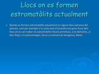 Llocs on es formen estromatòlits actualment Només es formen estromatòlits actualment en alguns llocs estranys del planeta, com per exemple a la costa oest d’Austràlia (no gaire lluny dels llocs on es van trobar els estromatòlits fòssils primitius), a les Bahames, al Mar Roig i a Cuatrociénegas, situat a Coahuila de Saragossa, Mèxic. 
