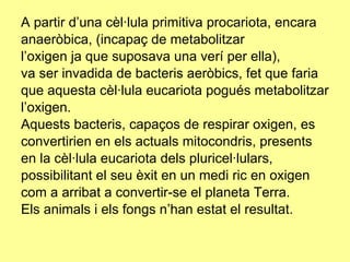 A partir d’una cèl·lula primitiva procariota, encara anaeròbica, (incapaç de metabolitzar l’oxigen ja que suposava una verí per ella), va ser invadida de bacteris aeròbics, fet que faria que aquesta cèl·lula eucariota pogués metabolitzar l’oxigen. Aquests bacteris, capaços de respirar oxigen, es convertirien en els actuals mitocondris, presents en la cèl·lula eucariota dels pluricel·lulars, possibilitant el seu èxit en un medi ric en oxigen com a arribat a convertir-se el planeta Terra. Els animals i els fongs n’han estat el resultat. 