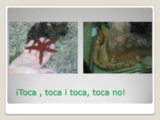 ¡Toca , toca i toca, toca no!
 