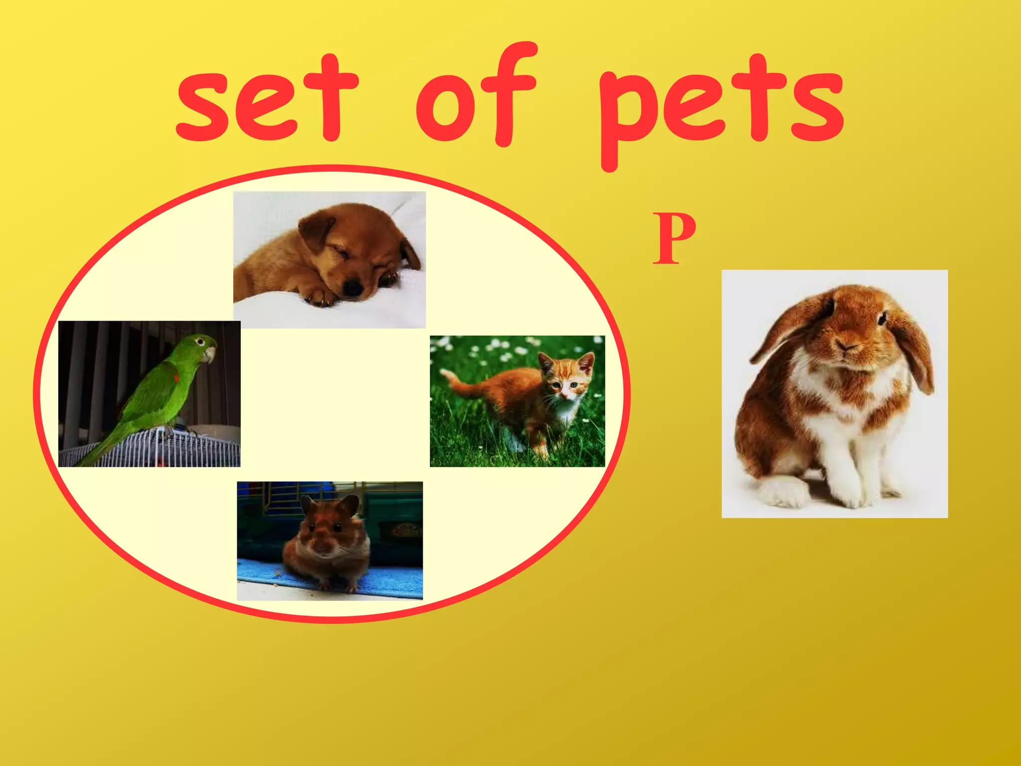 set of pets
P