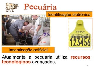 Atualmente a pecuária utiliza recursos
tecnológicos avançados.
Inseminação artificial
10
Identificação eletrônica
 