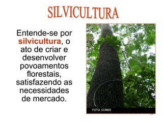 Entende-se por
silvicultura, o
ato de criar e
desenvolver
povoamentos
florestais,
satisfazendo as
necessidades
de mercado.
11
 
