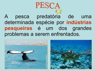 19
A pesca predatória de uma
determinada espécie por indústrias
pesqueiras é um dos grandes
problemas a serem enfrentados.
 