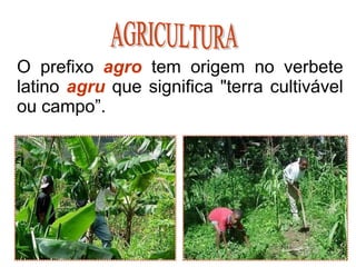O prefixo agro tem origem no verbete
latino agru que significa "terra cultivável
ou campo”.
24
 